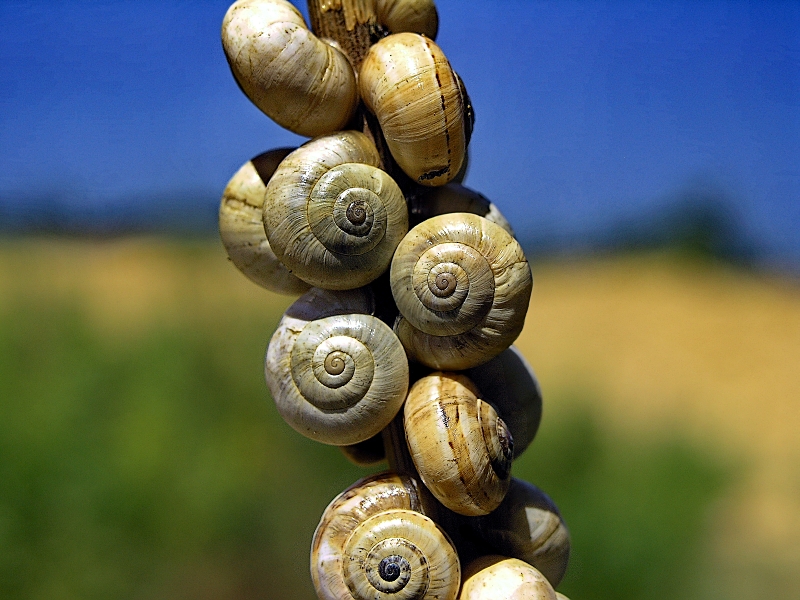 Snail_Plant