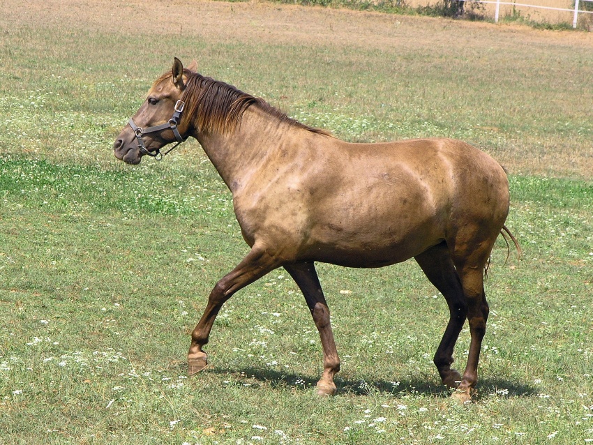 Horse