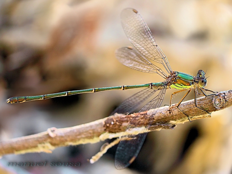 Damselfly