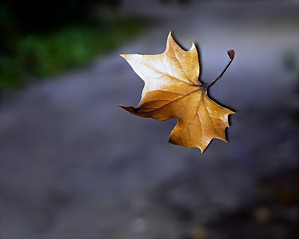 Leaf