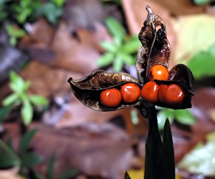 Seeds