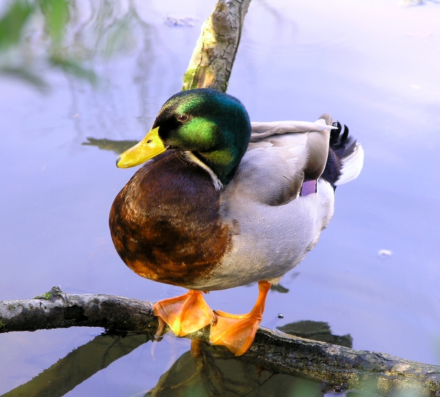 mallard II