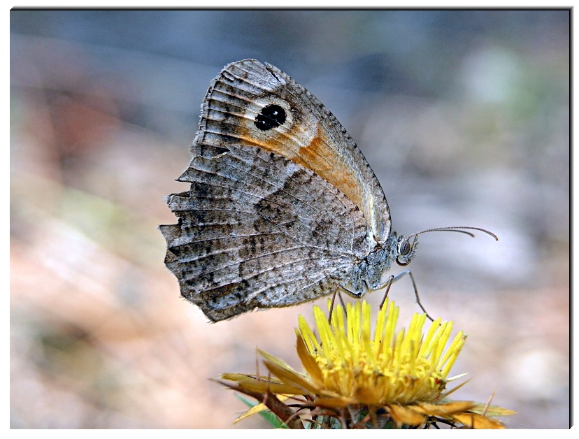 Butterfly (5)