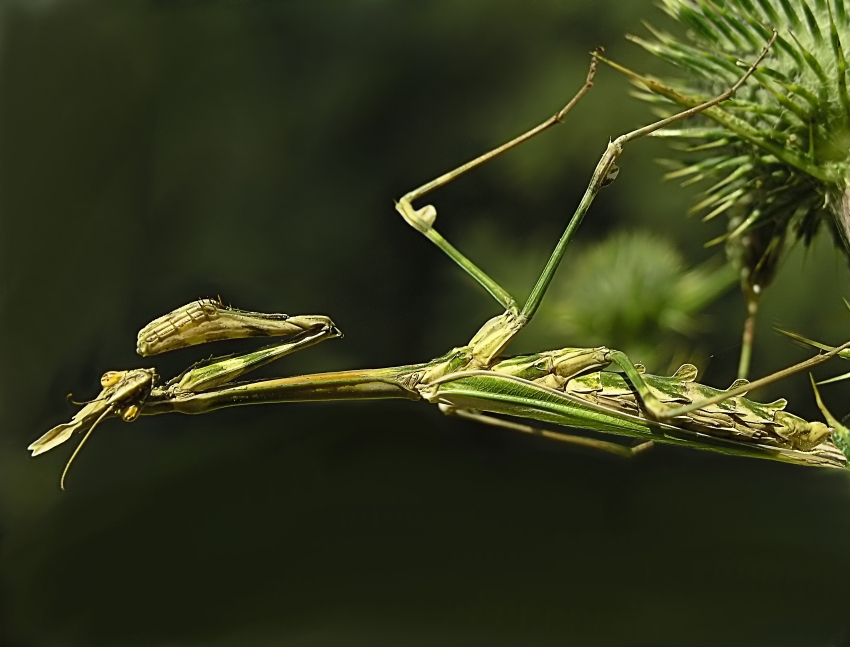 Praying Mantis