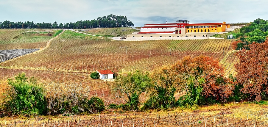 Vineyard_And_Cellar II