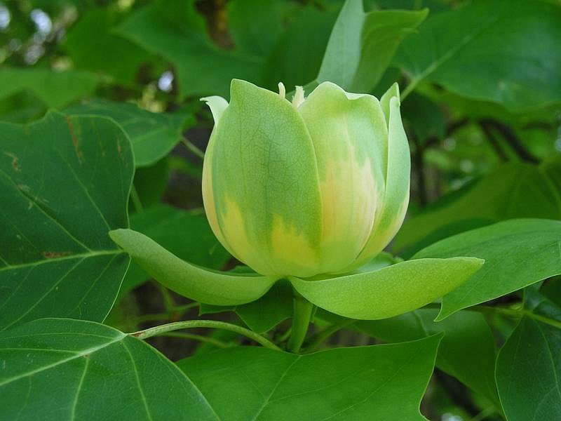 Liriodendron tulipifera