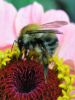 humble-bee by Zdenek Becak