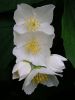 Philadelphus coronarius by Zdenek Becak