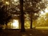 Park in brown