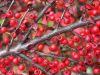 Cotoneaster horizontalis by Zdenek Becak