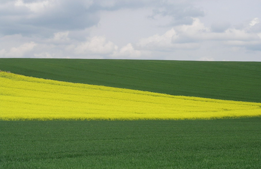colour fields