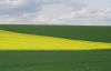 colour fields