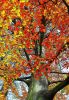 autumn beech tree by Zdenek Becak
