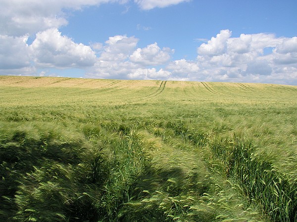 wind
