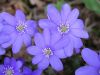 Hepatica nobilis by Zdenek Becak