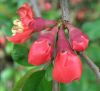 Chaenomeles japonica by Zdenek Becak