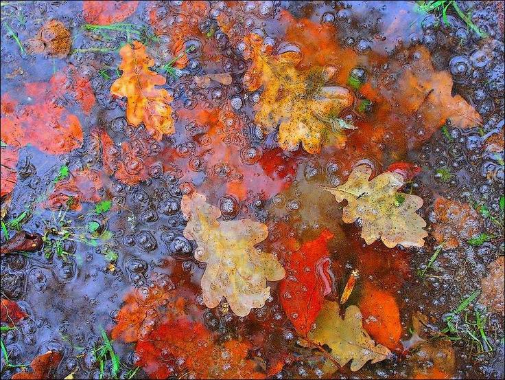 leaves in the ice