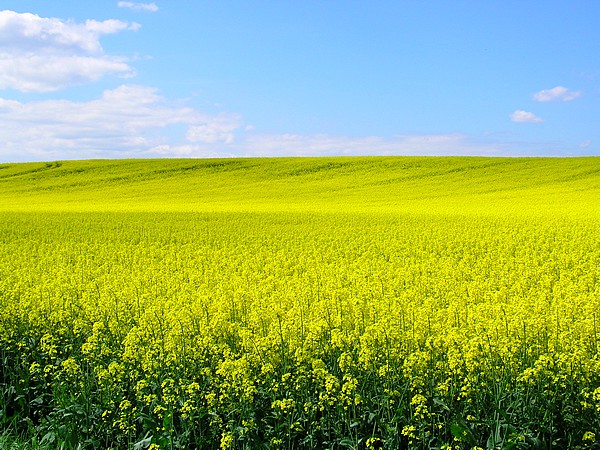 yellow field