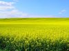 yellow field