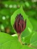 Calycanthus floridus by Zdenek Becak