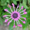 beauty of flower by Zdenek Becak