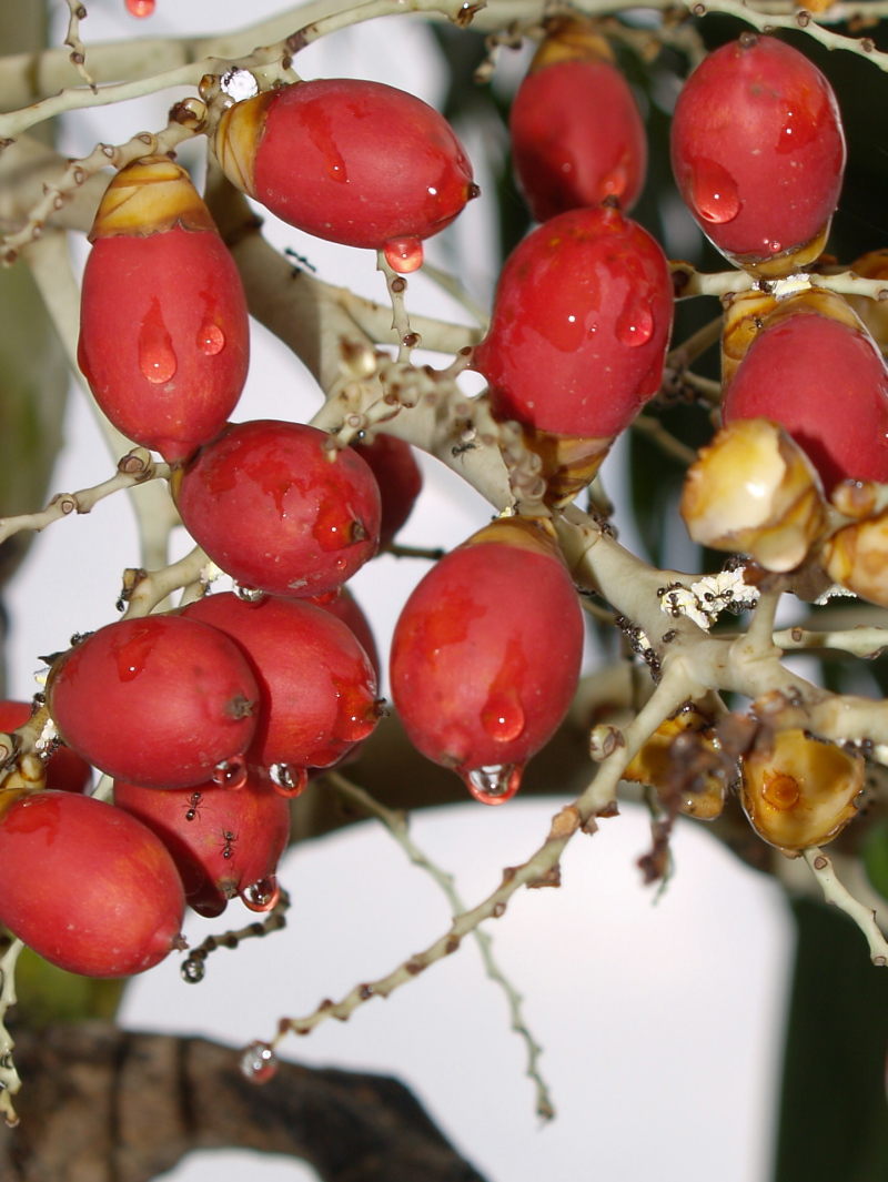 buah Pinang