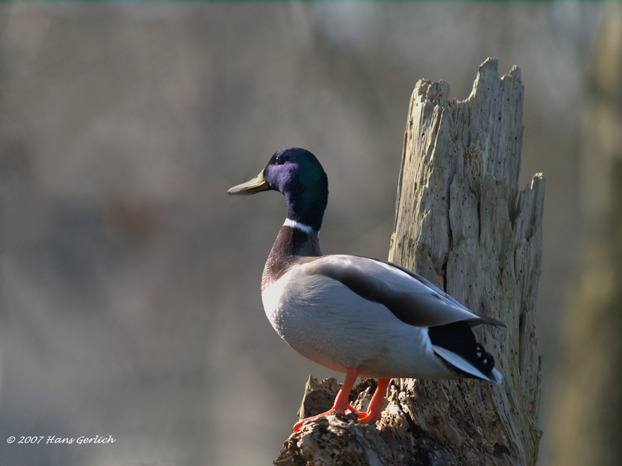 Duck 2