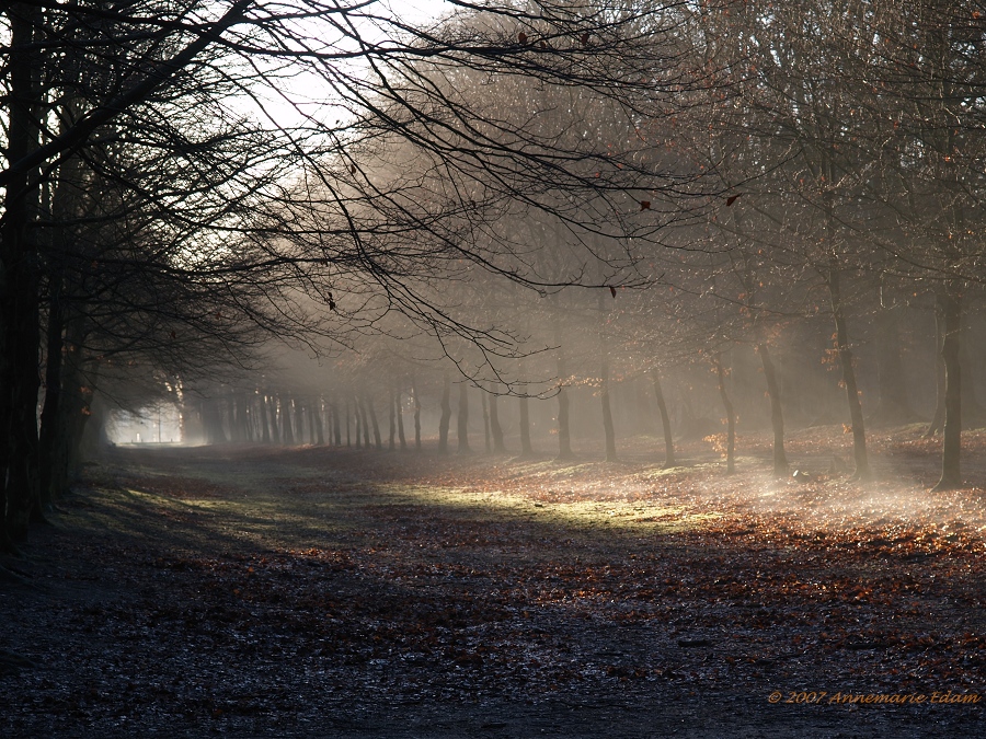 Heilooer Forest