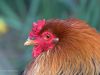Hen