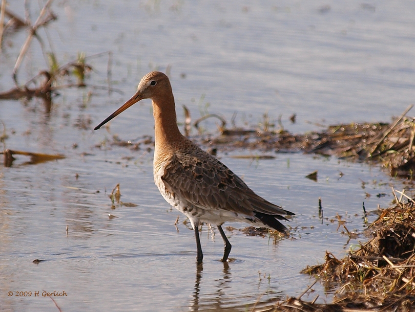 BLACK-TAILED GODWIT