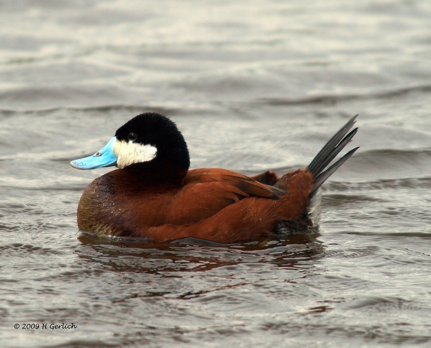 Ruddy Duck ♂