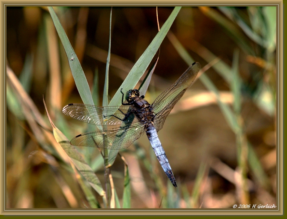 Dragonfly (Lib?llula depr?ssa)