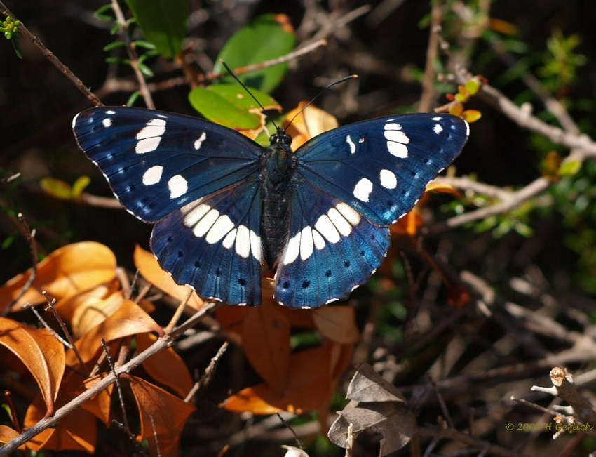 Unknown Butterfly