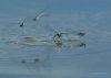 Flying - Swiming