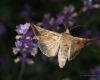 Flying Moth