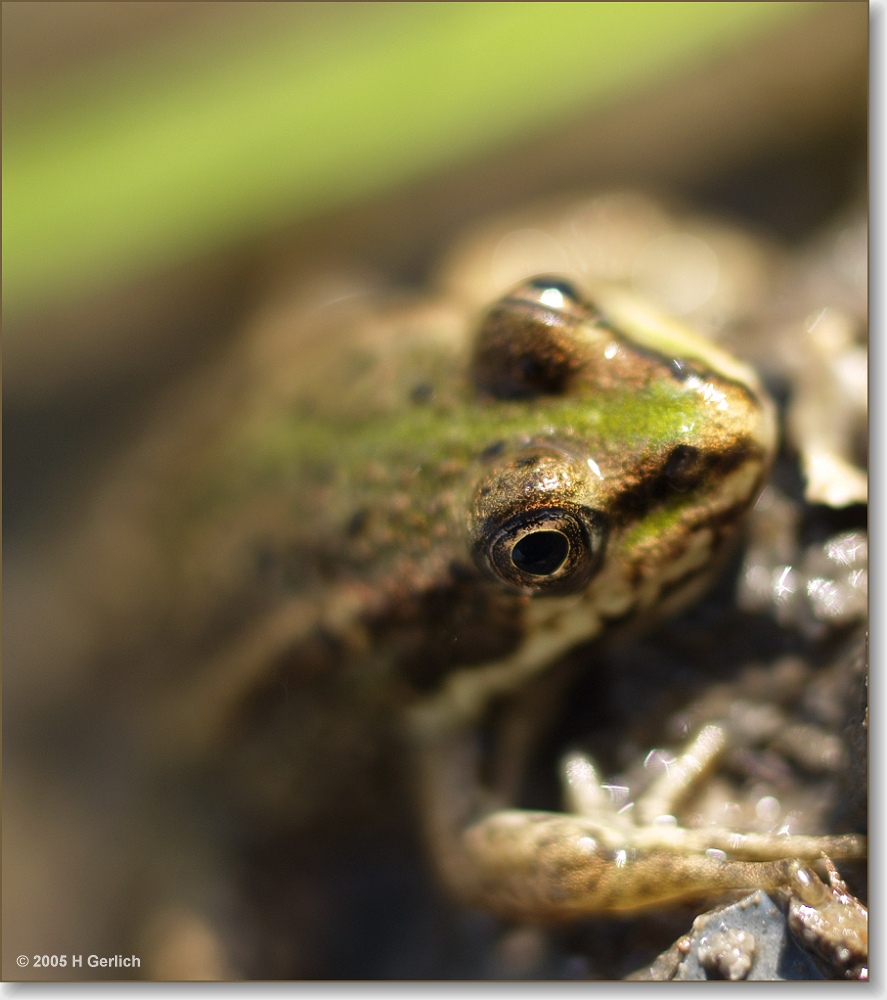 frog eye