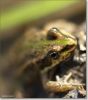 frog eye