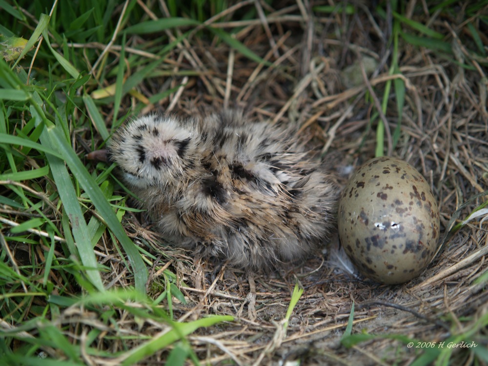 just born