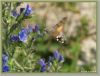 Hummingbird Hawkmoth 1 by Hans Gerlich