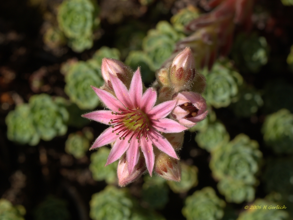 Sempervivum