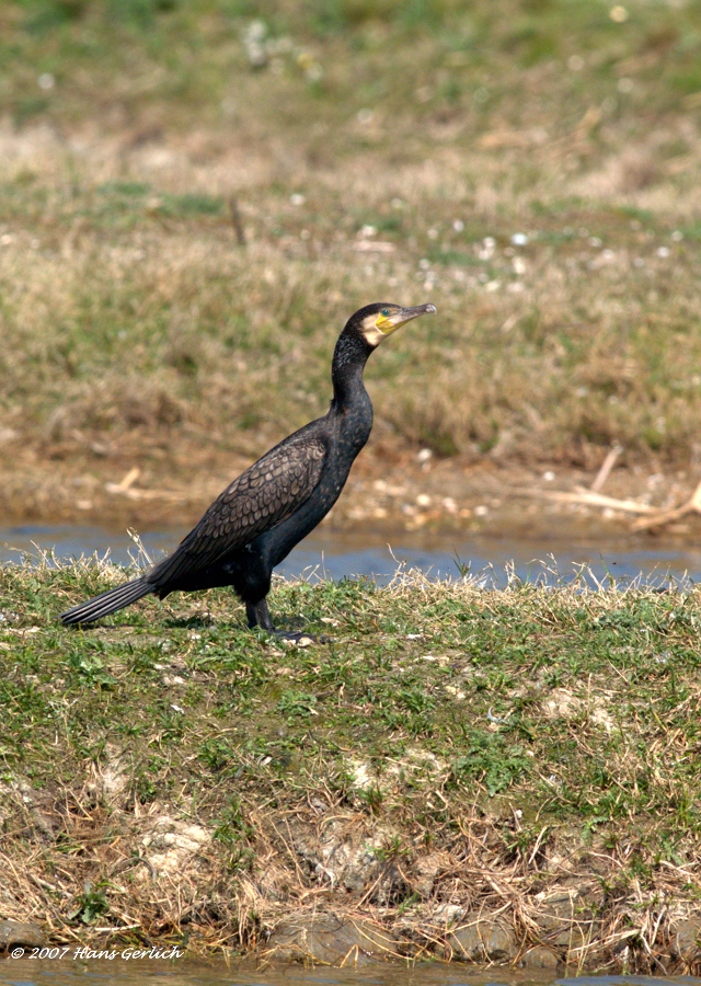 Great Cormorant