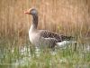 The Watcher - Grey Goose by Hans Gerlich