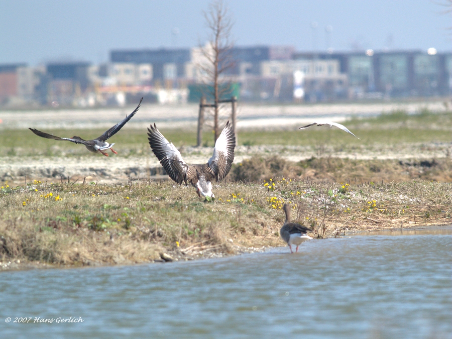 Lift Off Goose