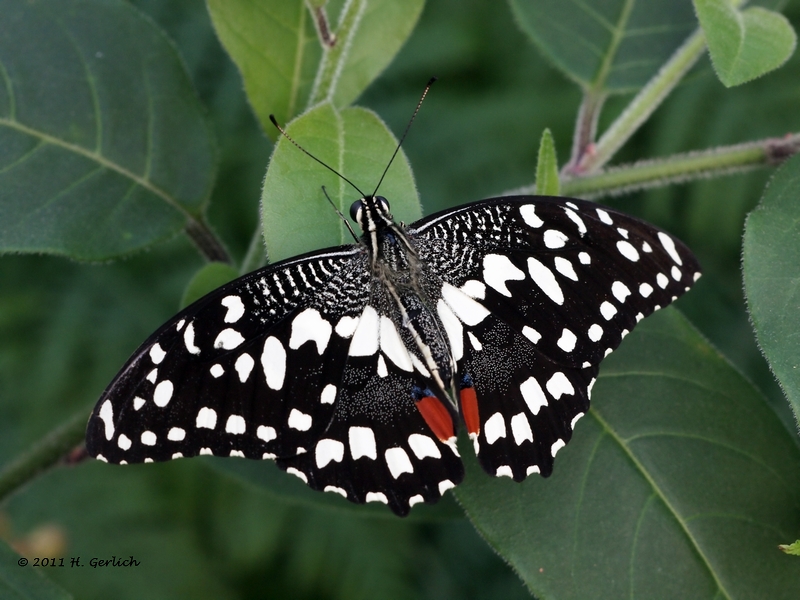 Lime Butterfly