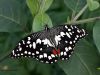 Lime Butterfly by Hans Gerlich