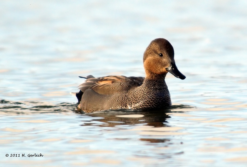 Eurasian Wigeon ♀