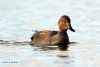 Eurasian Wigeon ♀ by Hans Gerlich