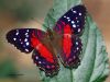 Scarlet Peacock
