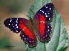 Scarlet Peacock by Hans Gerlich