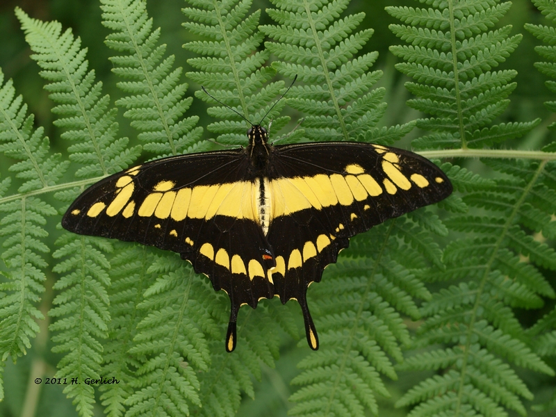 King Swallowtail